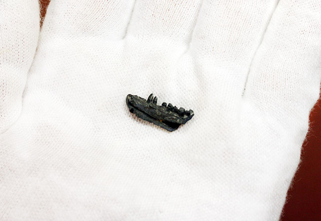 極めてレア!最も初期にあらわれた最も原始的な爬虫類、カプトリヌス・アグティ(Captorhinus aguti)の下顎の化石。専用ケース付き。(その9)