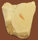 大変希少なカンブリアモンスターの一つ、レアンコイリア（leanchoilia sp.）の貴重なオールドコレクション