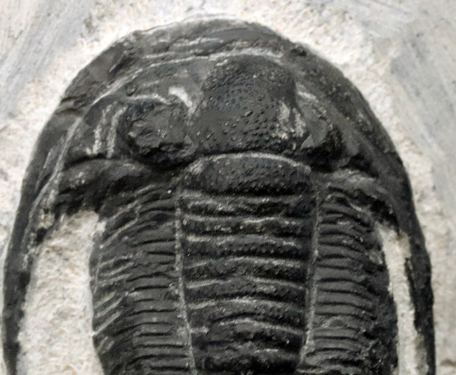 大きな頬棘と立体的なフォルムが特徴的な、モロッコ産の三葉虫、コルヌプロエタス（Cornuproetus）の化石（その3）