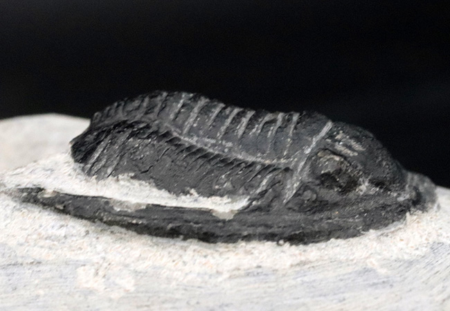 大きな頬棘と立体的なフォルムが特徴的な、モロッコ産の三葉虫、コルヌプロエタス（Cornuproetus）の化石（その5）