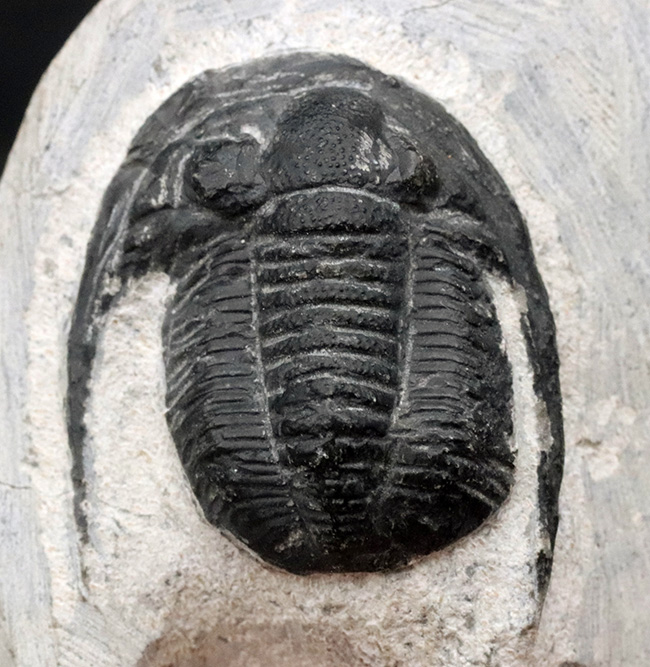 大きな頬棘と立体的なフォルムが特徴的な、モロッコ産の三葉虫、コルヌプロエタス（Cornuproetus）の化石（その6）
