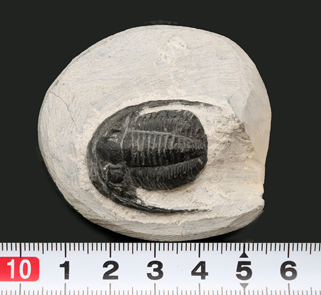 大きな頬棘と立体的なフォルムが特徴的な、モロッコ産の三葉虫、コルヌプロエタス（Cornuproetus）の化石（その8）
