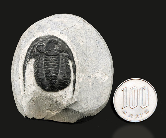 大きな頬棘と立体的なフォルムが特徴的な、モロッコ産の三葉虫、コルヌプロエタス（Cornuproetus）の化石（その9）