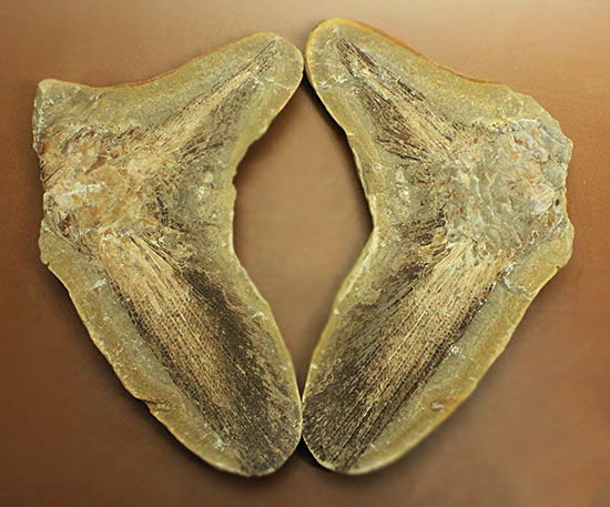 マニアック!古代の巨大魚の尾ビレだけの化石。しかし保存状態は・・・。(その1)