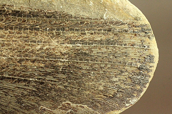 マニアック!古代の巨大魚の尾ビレだけの化石。しかし保存状態は・・・。(その10)