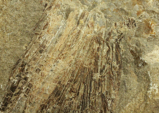 マニアック!古代の巨大魚の尾ビレだけの化石。しかし保存状態は・・・。(その13)