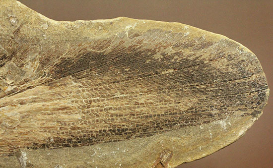 マニアック!古代の巨大魚の尾ビレだけの化石。しかし保存状態は・・・。(その14)