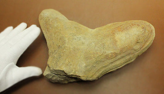 マニアック！古代の巨大魚の尾ビレだけの化石。しかし保存状態は・・・。（その16）