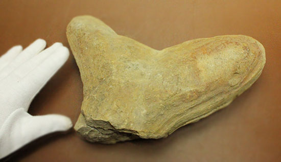 マニアック!古代の巨大魚の尾ビレだけの化石。しかし保存状態は・・・。(その16)