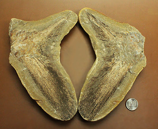 マニアック!古代の巨大魚の尾ビレだけの化石。しかし保存状態は・・・。(その17)