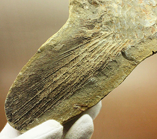 マニアック!古代の巨大魚の尾ビレだけの化石。しかし保存状態は・・・。(その3)