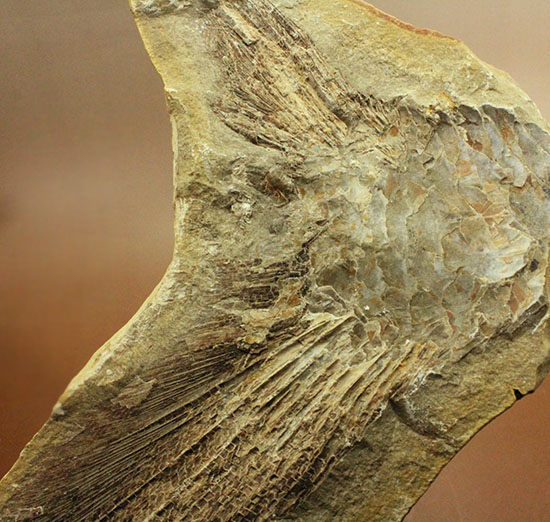 マニアック!古代の巨大魚の尾ビレだけの化石。しかし保存状態は・・・。(その4)