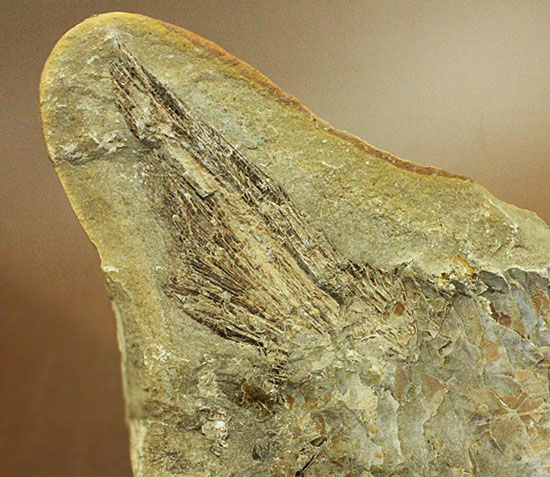マニアック!古代の巨大魚の尾ビレだけの化石。しかし保存状態は・・・。(その5)