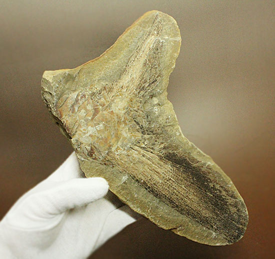 マニアック!古代の巨大魚の尾ビレだけの化石。しかし保存状態は・・・。(その6)