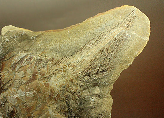 マニアック!古代の巨大魚の尾ビレだけの化石。しかし保存状態は・・・。(その7)
