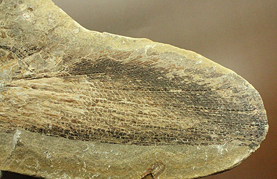 マニアック!古代の巨大魚の尾ビレだけの化石。しかし保存状態は・・・。(その8)