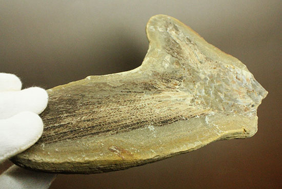マニアック!古代の巨大魚の尾ビレだけの化石。しかし保存状態は・・・。(その9)