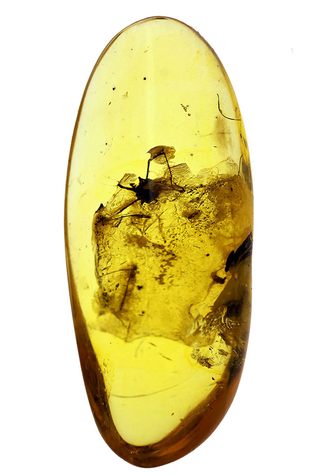 琥珀の中から発見されることは極めて稀な虫、ザトウムシが内包されたバルト海産の琥珀（Amber）。ケース付き。（その2）