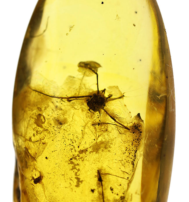 琥珀の中から発見されることは極めて稀な虫、ザトウムシが内包されたバルト海産の琥珀（Amber）。ケース付き。（その3）