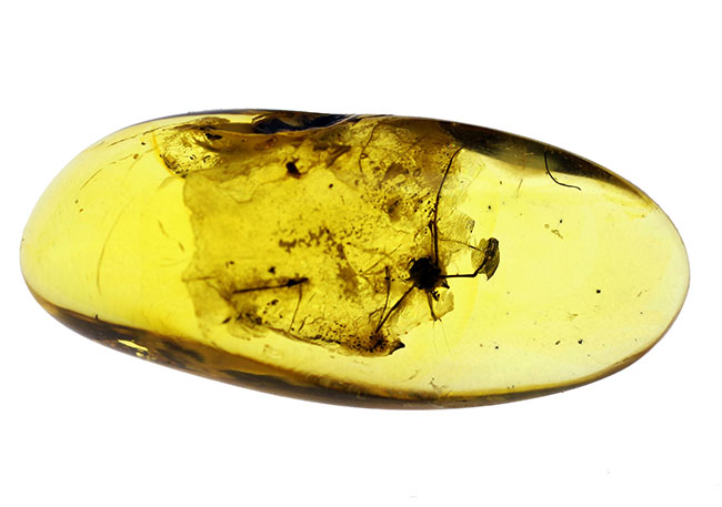 琥珀の中から発見されることは極めて稀な虫、ザトウムシが内包されたバルト海産の琥珀（Amber）。ケース付き。（その4）