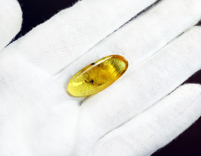 琥珀の中から発見されることは極めて稀な虫、ザトウムシが内包されたバルト海産の琥珀（Amber）。ケース付き。（その5）