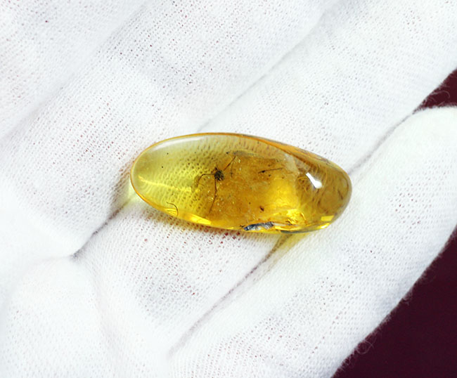 琥珀の中から発見されることは極めて稀な虫、ザトウムシが内包されたバルト海産の琥珀（Amber）。ケース付き。（その6）