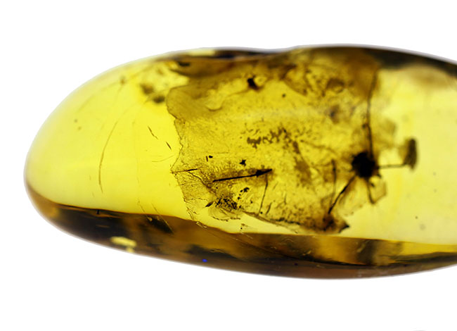 琥珀の中から発見されることは極めて稀な虫、ザトウムシが内包されたバルト海産の琥珀（Amber）。ケース付き。（その7）
