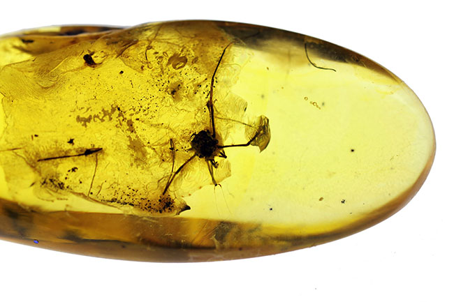 琥珀の中から発見されることは極めて稀な虫、ザトウムシが内包されたバルト海産の琥珀（Amber）。ケース付き。（その8）