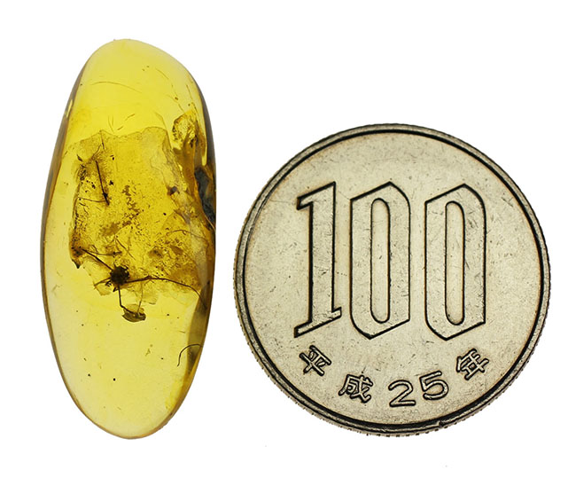 琥珀の中から発見されることは極めて稀な虫、ザトウムシが内包されたバルト海産の琥珀（Amber）。ケース付き。（その9）
