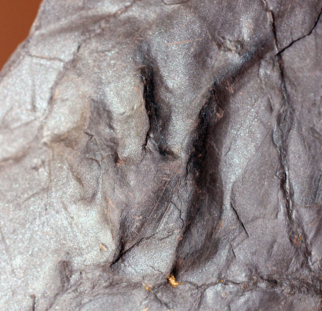 フランス産の古生代ペルム紀の両生類、マイクロサウリアンの足跡化石。なんとネガポジ揃っています。（その1）