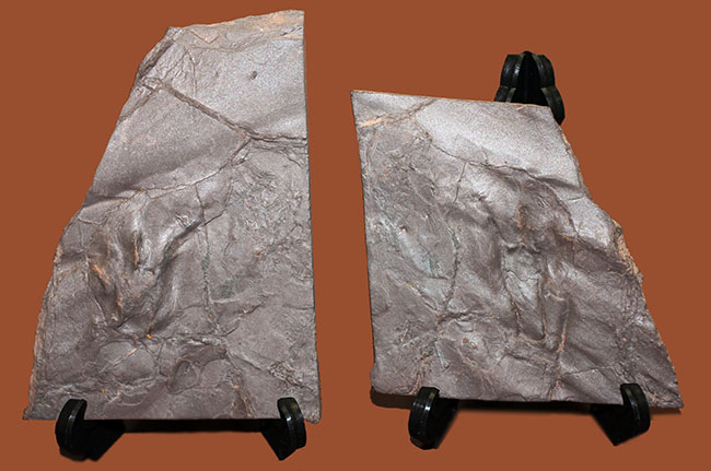 フランス産の古生代ペルム紀の両生類、マイクロサウリアンの足跡化石。なんとネガポジ揃っています。（その10）
