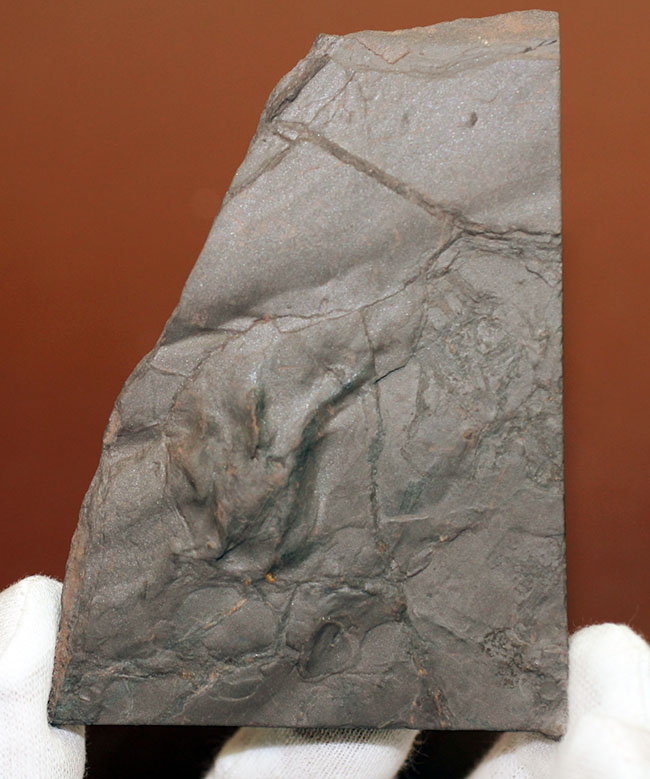 フランス産の古生代ペルム紀の両生類、マイクロサウリアンの足跡化石。なんとネガポジ揃っています。（その3）