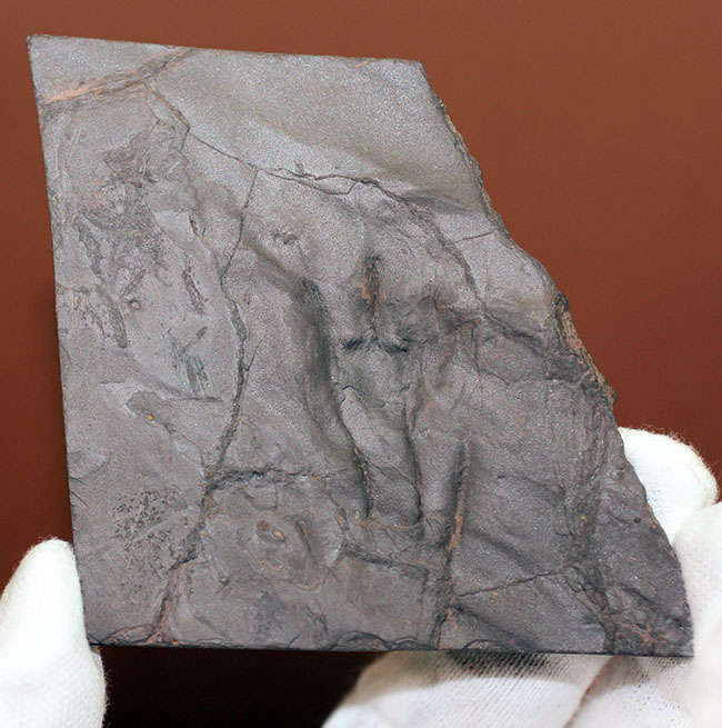 フランス産の古生代ペルム紀の両生類、マイクロサウリアンの足跡化石。なんとネガポジ揃っています。（その4）