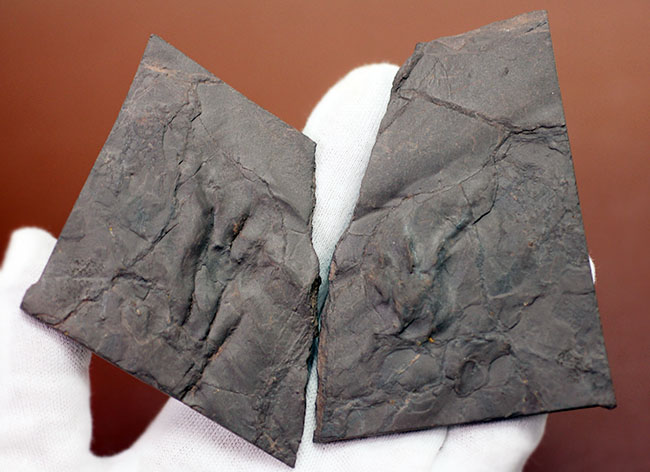 フランス産の古生代ペルム紀の両生類、マイクロサウリアンの足跡化石。なんとネガポジ揃っています。（その5）