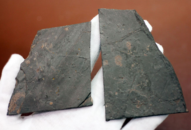 フランス産の古生代ペルム紀の両生類、マイクロサウリアンの足跡化石。なんとネガポジ揃っています。（その6）