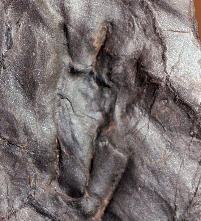 フランス産の古生代ペルム紀の両生類、マイクロサウリアンの足跡化石。なんとネガポジ揃っています。（その8）