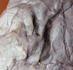 フランス産の古生代ペルム紀の両生類、マイクロサウリアンの足跡化石。なんとネガポジ揃っています。
