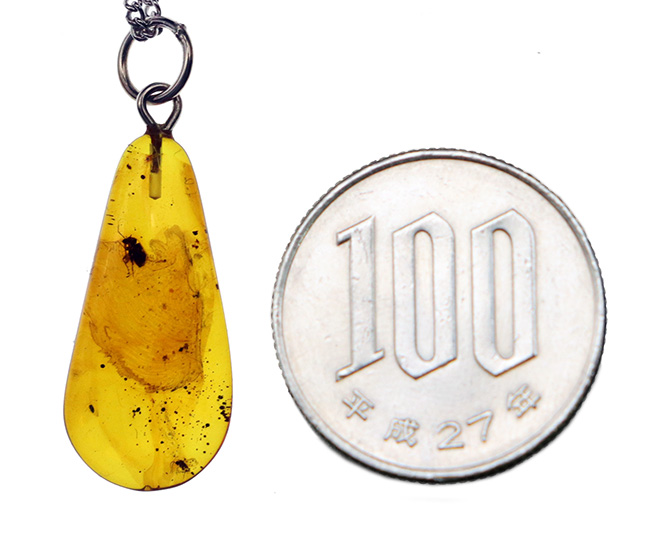 驚くべき保存状態！虫が二匹包まれた、バルト海産の琥珀ペンダントトップ（シルバーチェーン＆高級ジュエリーケース付き）（その11）