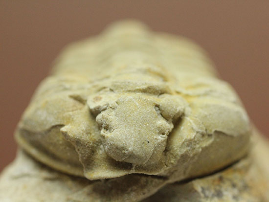 米国イリノイ州産三葉虫カリメネ(Calymene sp.)(その1)