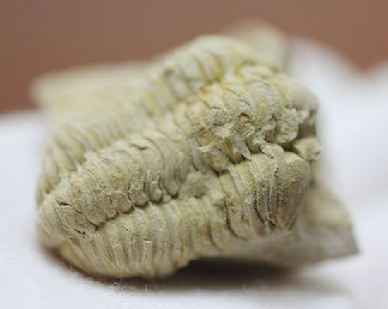米国イリノイ州産三葉虫カリメネ(Calymene sp.)(その10)