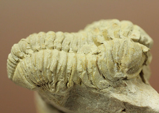 米国イリノイ州産三葉虫カリメネ(Calymene sp.)(その3)