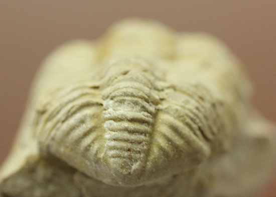米国イリノイ州産三葉虫カリメネ(Calymene sp.)(その4)