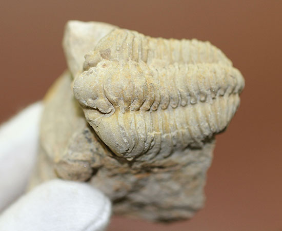 米国イリノイ州産三葉虫カリメネ(Calymene sp.)(その5)
