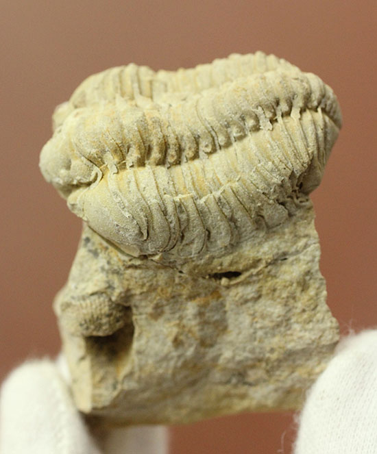 米国イリノイ州産三葉虫カリメネ(Calymene sp.)(その6)