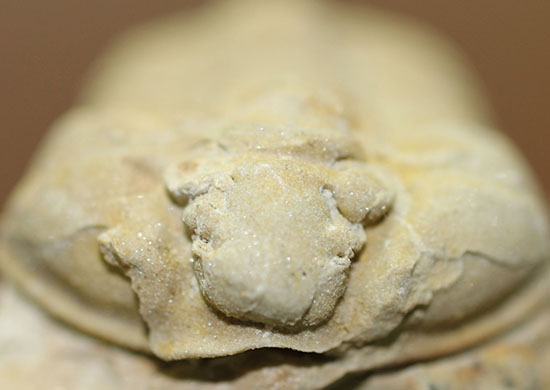 米国イリノイ州産三葉虫カリメネ(Calymene sp.)(その7)
