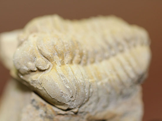 米国イリノイ州産三葉虫カリメネ(Calymene sp.)(その8)