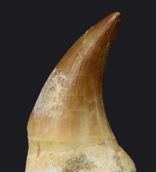 美品！白亜紀後期の頂点捕食者、モササウルス（Mosasaurus）の歯根付きの歯化石（その2）