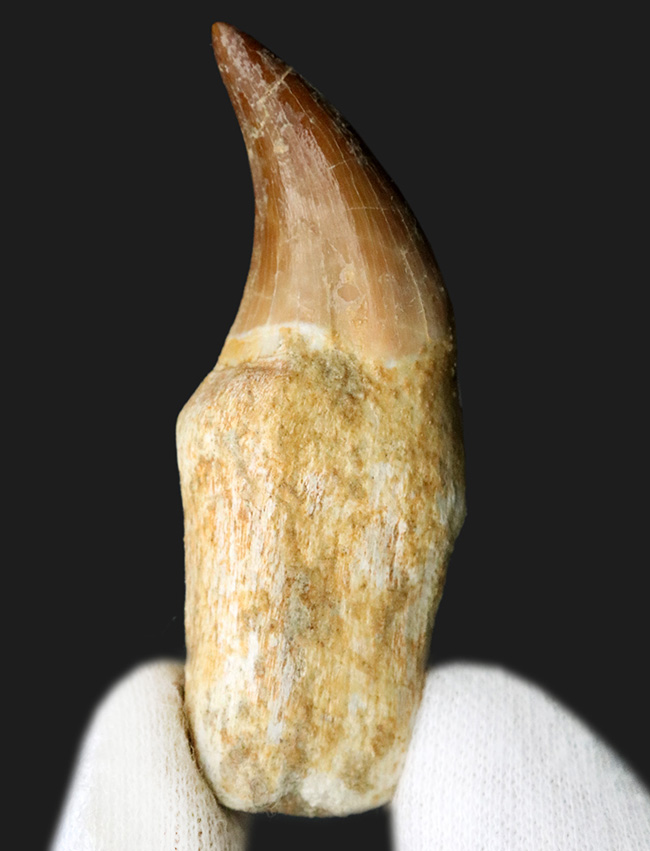美品！白亜紀後期の頂点捕食者、モササウルス（Mosasaurus）の歯根付きの歯化石（その4）