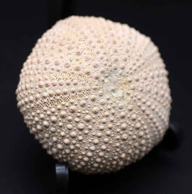 完璧!およそ1万年前のウニ(Psammechinus miliaris)の化石(その1)