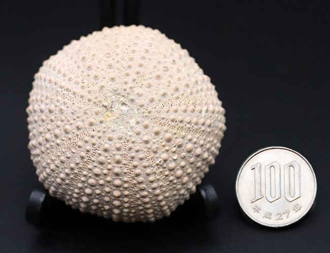 完璧!およそ1万年前のウニ(Psammechinus miliaris)の化石(その10)